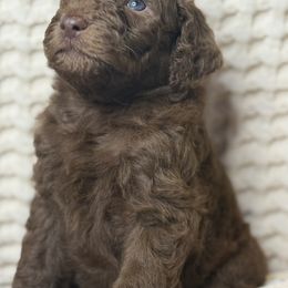 Assorted Doodle Crosses Puppies from LaiCi Doodles