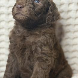 Assorted Doodle Crosses Puppies from LaiCi Doodles