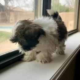 Shih Tzu Puppies from Willow Lane Shih Tzus