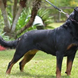 Rottweilers from Von Muntz Rottweilers