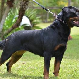 Rottweilers from Von Muntz Rottweilers