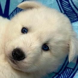 AKC- Opal - White female Siberian Husky puppy in Centreville, Maryland from Huskies By the Bay
