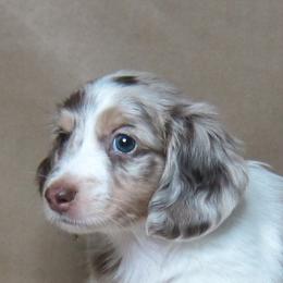 Thunder - Dapple male Dachshund puppy in Pana, Illinois from Doxie Waggin Tails