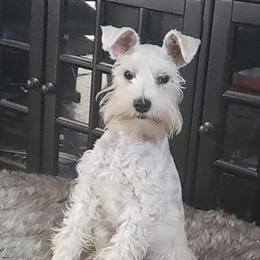Silas - Miniature Schnauzer