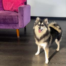 Stormy - Black and white female Pomsky puppy in La Verne, California from Red Cedar Pomskies