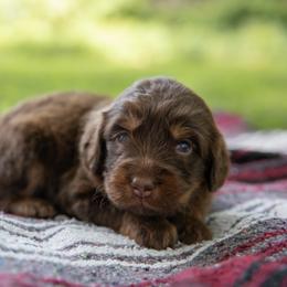 Meatlug - Red phantom female Aussiedoodle puppy in Mountain Home, Arkansas from Amos and Oak Doodles