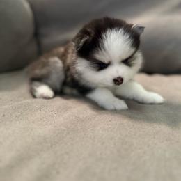 Oreo - Black and white female Pomsky puppy in West Sacramento, California from Pinkie's Pomskies