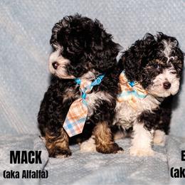MACK (aka Alfalfa) - Tri-color male Bernedoodle puppy in Gilbert, Arizona from Safe Havynn Doodles