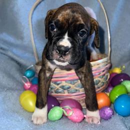 Boxer Puppies from Reynolds Homestead Boxers