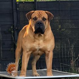 ColdRiver’s “ACE” Sun WuKong - Boerboel
