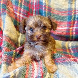 Zoey - Chocolate and tan female Yorkshire Terrier puppy in Bolton, Connecticut from Elle Yorkies