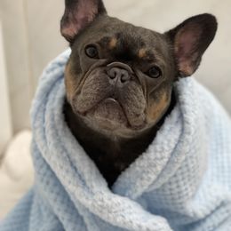 Kali - French Bulldog