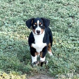 Telly - Black and tan male American Corgi puppy in Bayard, Nebraska from Puppies by Alies
