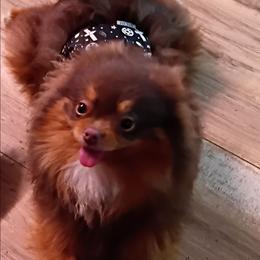 Maverick - Pomeranian