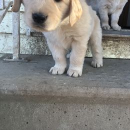 Goldendoodle and Golden Retriever Puppies from Mason Farm Goldens
