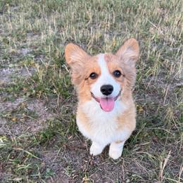 Pecos - Red male Pembroke Welsh Corgi puppy in Mc Cammon, Idaho from Sunny J Corgis and Mini Americans