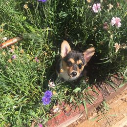 Pembroke Welsh Corgi Puppies from Walkabout's Pembroke Corgi's