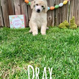 Poodle Puppies from Cosmic Caliber Standard Poodles