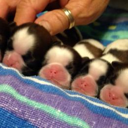 Fantasy Shih Tzu breeder of Shih Tzu