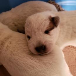 Australian Cattle Dog Puppies from Blue Coyote Ranch