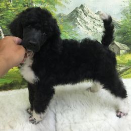 Poodle Puppies from Fireside Standard Poodles