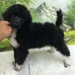 Poodle Puppies from Fireside Standard Poodles