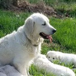 Golden Retriever adult dog