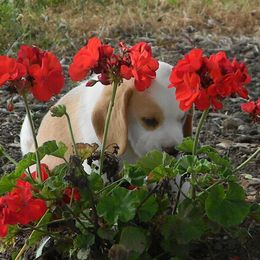 Beagle Puppies from Everwind Beagles