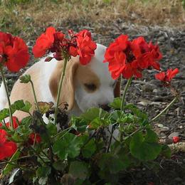 Beagle Puppies from Everwind Beagles