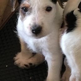Jack Russell Terrier Puppies from Gem Dandy Jack Russell Terriers
