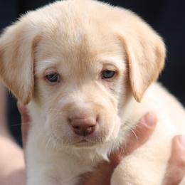 Labrador Retriever Puppies from Triple Creek Kennel