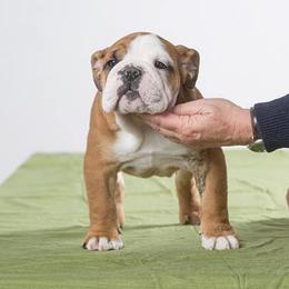 Bulldog Puppies from Artemis Bulldogs