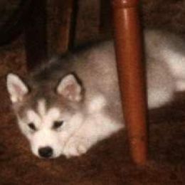 Alaskan Malamute Puppies from Kaylatee Alaskan Malamutes