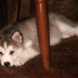 Alaskan Malamute Puppies from Kaylatee Alaskan Malamutes