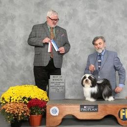 Tapscott B.I.S. Havanese breeder of Havanese