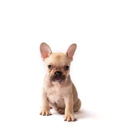 French Bulldog Puppies from Baker Built Frenchies