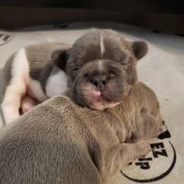 French Bulldog Puppies from Baker Built Frenchies