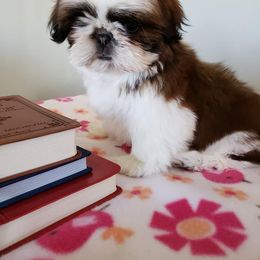 Shih Tzu All Grown Up from Carla Johnson