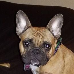 French Bulldog All Grown Up from Mama’s Frenchie Babies