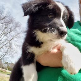 Border Collie Puppies from J & S Borders