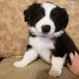 Border Collie Puppies from J & S Borders