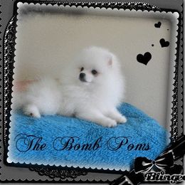 Pomeranian Puppies from The Bomb Poms