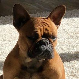 Karma - French Bulldog