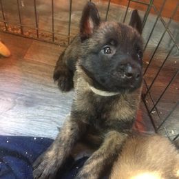 German Shepherd Puppies from Vom Kugelblitz Kennels