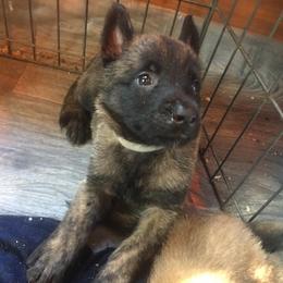 German Shepherd Puppies from Vom Kugelblitz Kennels