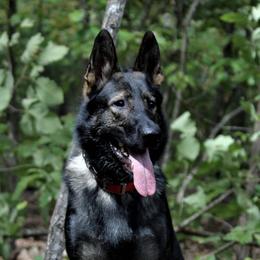 Havoc - German Shepherd