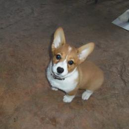Pembroke Welsh Corgi Puppies from Nistler's Farm Corgis