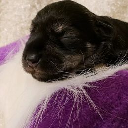 Miniature Schnauzer Puppies from Heavenly Miniature Schnauzers
