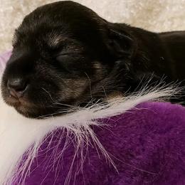 Miniature Schnauzer Puppies from Heavenly Miniature Schnauzers