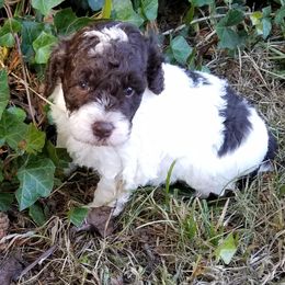 Labradoodle Puppies from Ocean View Labradoodles
